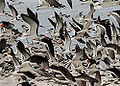Thumbnail for version as of 03:01, 14 March 2013