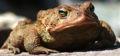 American Toad (Bufo americanus) Genus: Bufo