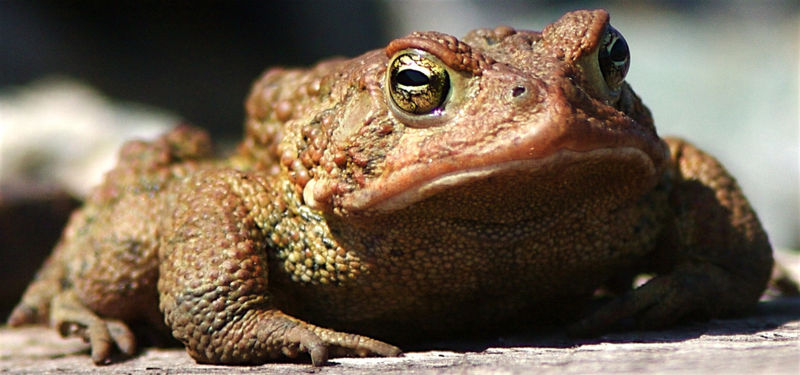 File:Bufonidae4.jpg