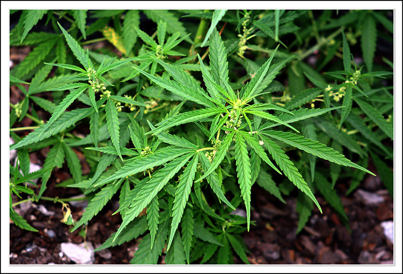 File:Cannabis 5.jpg