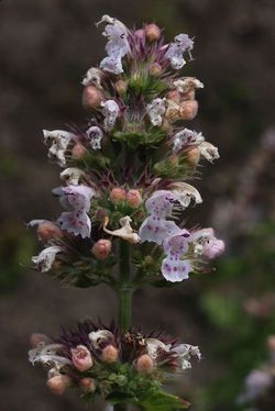 Catnip 3.jpg