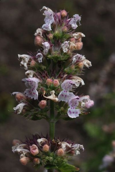 File:Catnip 3.jpg