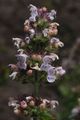 Thumbnail for version as of 03:05, 20 May 2013