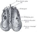 Ethmoid bone from above.