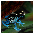 This is a blue, black and white Dyeing Poison Dart Frog