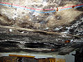 Black Mold (Stachybotrys) Subtaxa: S. chartarum