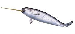 Narwhal-isolated.jpg