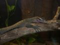 Peach throated Monitor