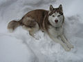 Siberian husky