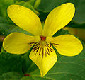 Pioneer Violet (Viola glabella)