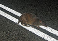 Thumbnail for version as of 23:16, 30 January 2012