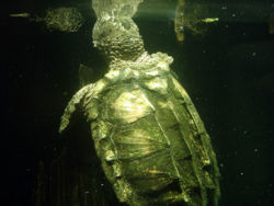 Alligator snapping turtle.jpg
