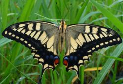 Aswallowail butterfly.jpg