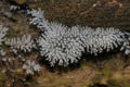 Slime mold Phylum: Amoebozoa