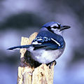 Blue Jay (cristata) Cyanocitta cristata