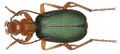 Bombardier Beetle (B. crepitans) Genus: Brachinus