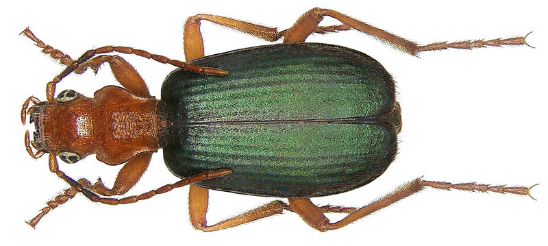 File:Brachinus Crepitans.jpg