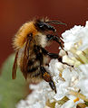 Bumblebee (Bombus pascuorum) Family: Apidae