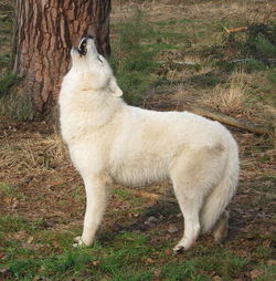 Canis lupus albus.jpg