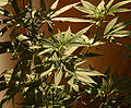 Marijuana (C. sativa) Genus: Cannabis