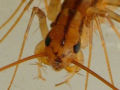 the head of a centipede