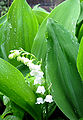 Lily of the Valley (Convallaria)