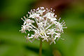 Dwarf Ginseng (Panax trifolius)