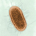 Flagella.jpg