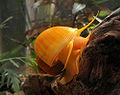 Golden Apple Snail (Pomacea canaliculata) Subtaxa:name