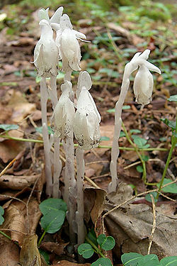 Indian pipe1.jpg