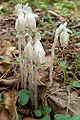 Thumbnail for version as of 06:53, 10 May 2012