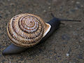 Milk Snail (Otala lactea) Family: Helicidae, Genus: Otala