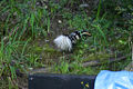 releasing the spotted skunk (Spilogale)