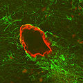 Thumbnail for version as of 06:25, 7 February 2011