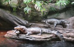 Caimans in vancouver.jpg