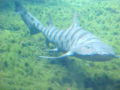 Banded Shark