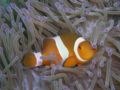 A clownfish