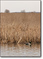 Thumbnail for version as of 04:55, 3 December 2008