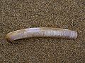 Razor shell (Ensis ensis)
