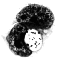 Thumbnail for version as of 19:07, 22 February 2007