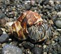 Hermit Crab (species name) Subtaxa: