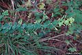 Hairy lespedeza (Lespedeza hirta )