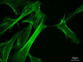Thumbnail for version as of 21:33, 12 January 2008
