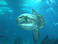 Mola-mola