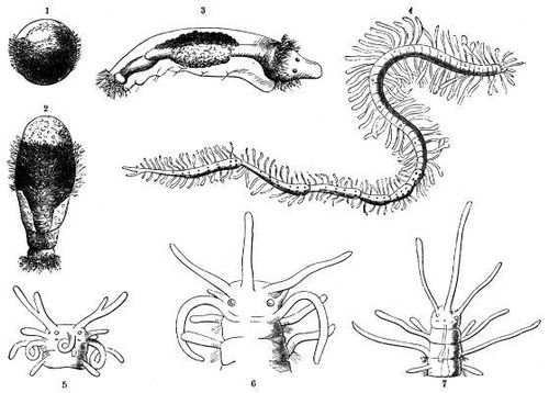 Polychaete - CreationWiki, the encyclopedia of creation science