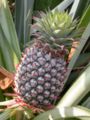 Pineapple (Ananas comosus) Subtaxa: Bromeliaceae