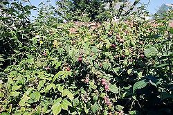 Raspberry-bush2.jpg
