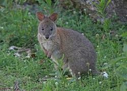 Roo.jpg