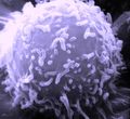 Thumbnail for version as of 05:47, 21 May 2013