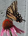 Thumbnail for version as of 18:28, 7 December 2010